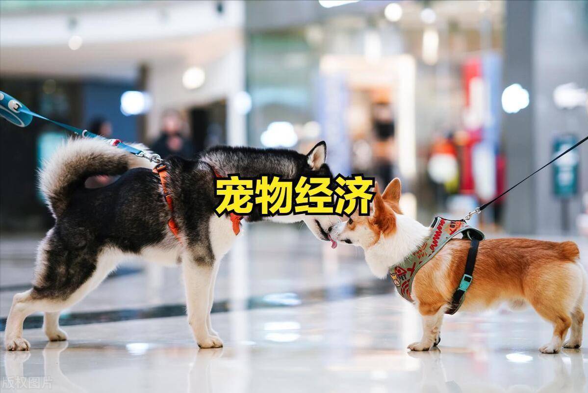 00亿市场背后的“情感刚需”！开元棋牌a